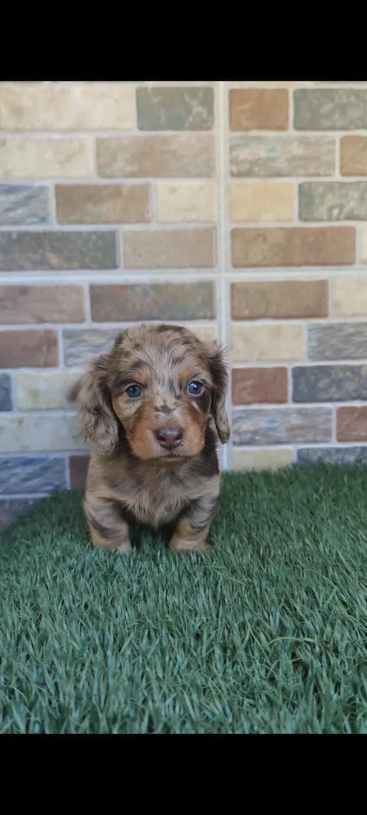 Perro de raza Teckel.