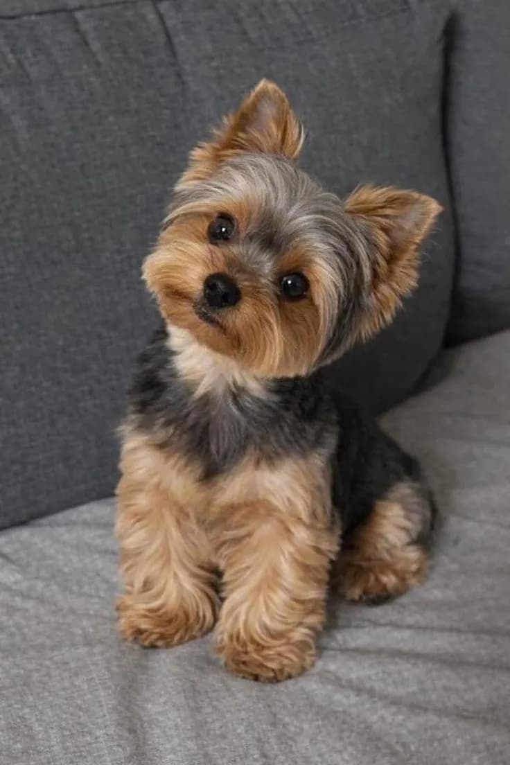 Perro de raza Yorkshire Terrier.