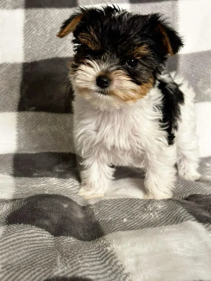 Perro de raza Yorkshire Terrier.