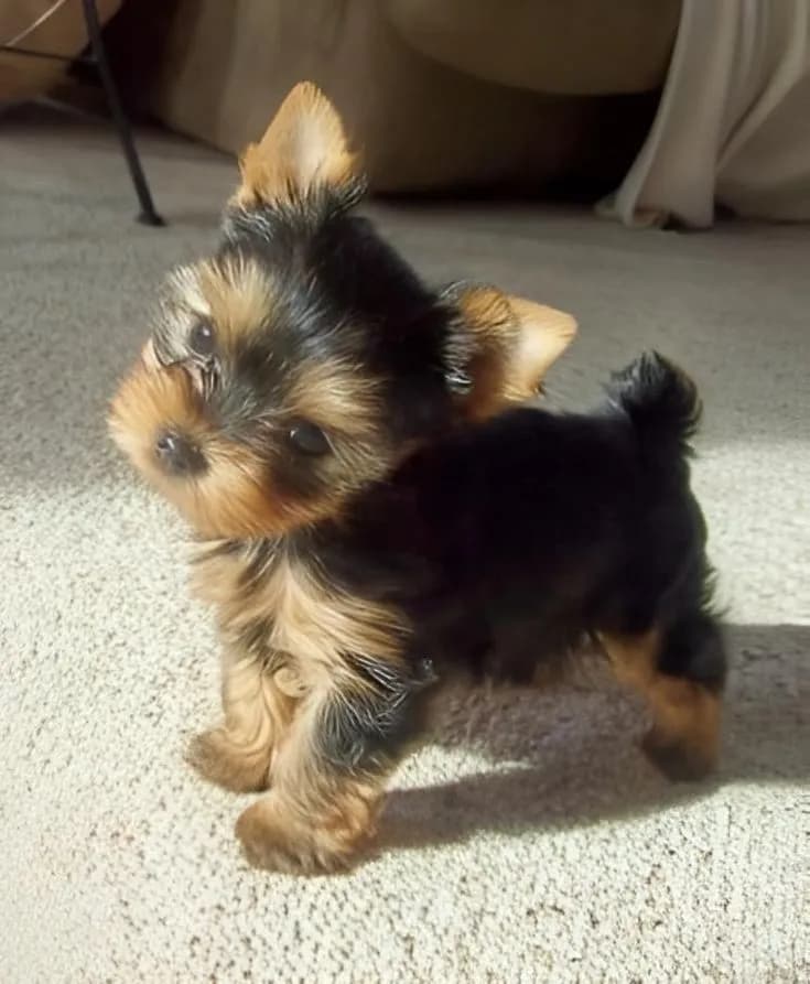Perro de raza Yorkshire Terrier.