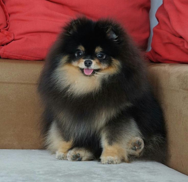 Pomerania
