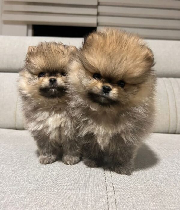 POMERANIA