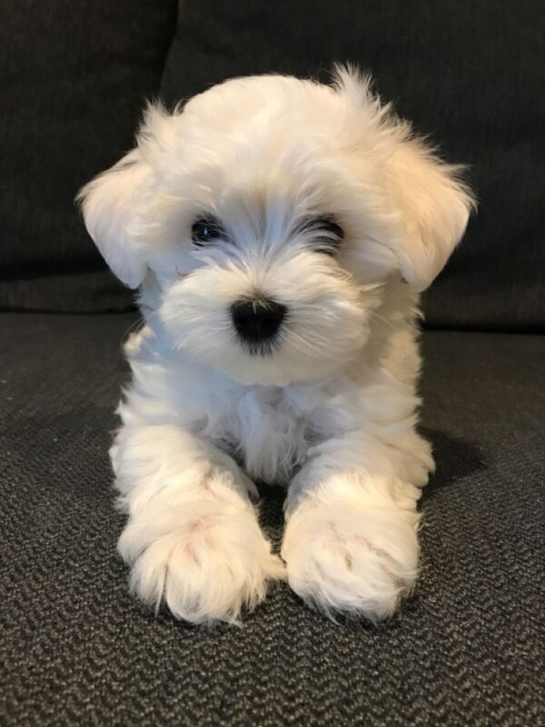 MALTIPOO