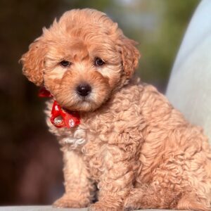 GOLDENDOODLE
