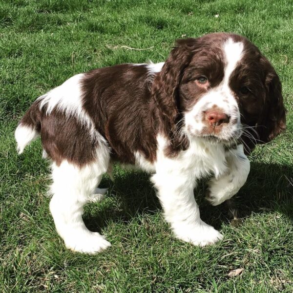 SPRINGER
