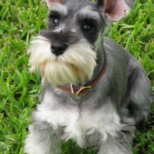 SCHNAUZER