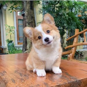 CORGI