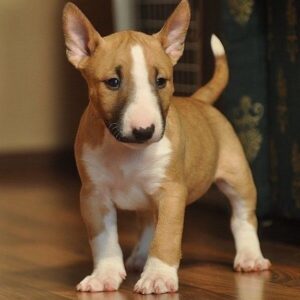 BULL TERRIER