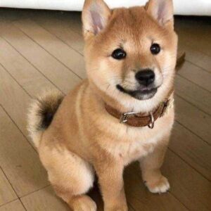 AKITA INU