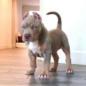 AMERICAN BULLY