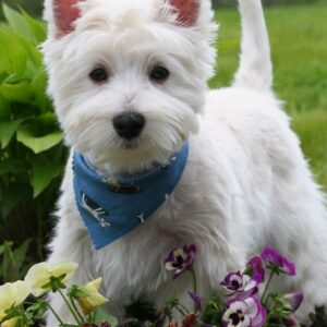 WESTE HIGHLAND WHITE TERRIER