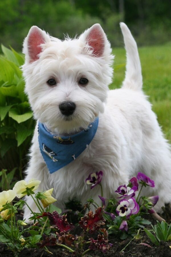 WESTE HIGHLAND WHITE TERRIER