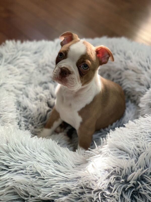 BOSTON TERRIER