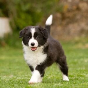 BORDER COLLIE