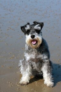 schnauzer, dog, miniature schnauzer, canine, pet, animal, breed, grey, gray, beautiful, portrait, sitting, beach, nature, sand, seaside, coast, schnauzer, schnauzer, schnauzer, schnauzer, schnauzer, miniature schnauzer, miniature schnauzer