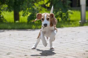 beagle, dog, puppy, pet, animal, young, nature, doggy, beagle, beagle, beagle, beagle, beagle