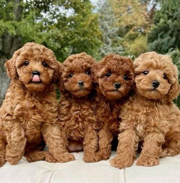 CANICHE TOY