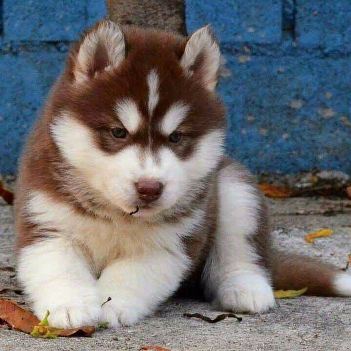 Husky