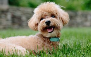 puppy, dog, pet, animal, doggy, poodle, pup, brown, canine, green animals, green pets, puppy, nature, puppy, dog, dog, poodle, poodle, poodle, poodle, poodle