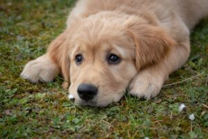 dog, puppy, golden retriever, breed, pet, canine, animal, mammal, purebred dog, friend, grass, meadow, dog, dog, dog, dog, dog, puppy, nature, puppy, golden retriever, golden retriever