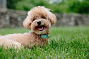 puppy, dog, pet, animal, doggy, poodle, pup, brown, canine, green animals, green pets, puppy, nature, puppy, dog, dog, poodle, poodle, poodle, poodle, poodle