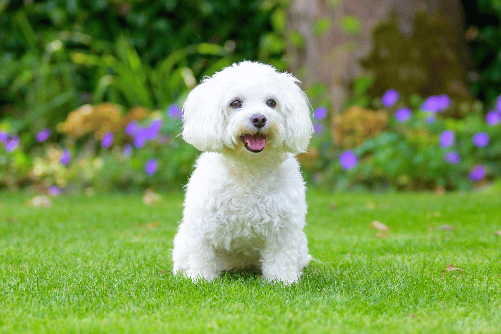 Banner-cachorros-poodle-chile-santiago-chile-envios-7
