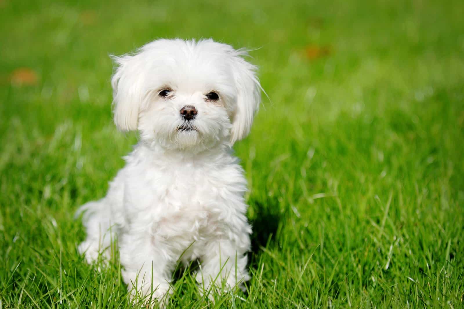 Cachorro-Bichón-Maltés-Corralet