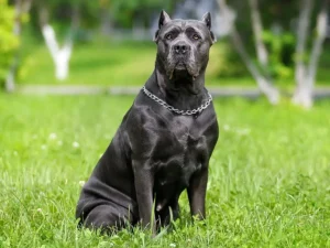 Cane_Corso_Price