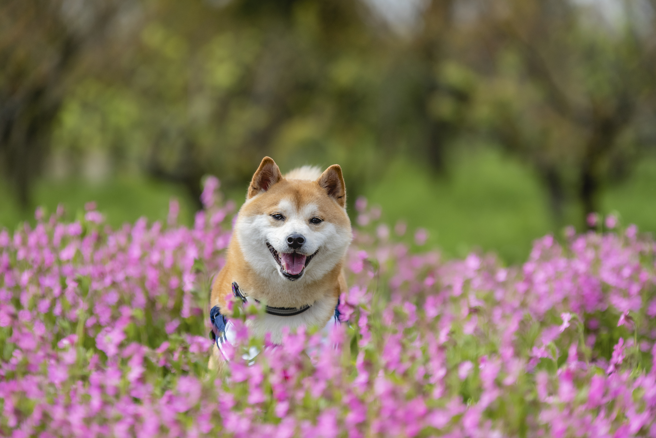 Japanese pet shiba inu