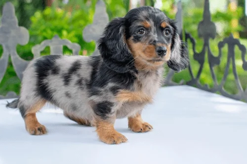 Img-Dinastia-del-Cachorro-Galeria-Teckel-Arlequin-colombia_0008-1