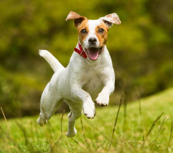 JackRussellTerrier-FF