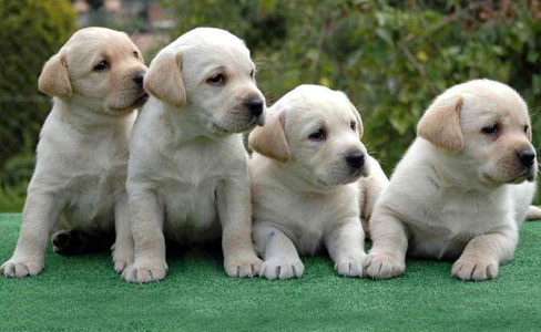 Labrador-Retriever-camada