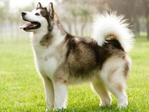 alaska malamute 2