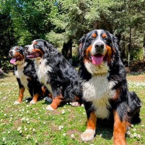 Bernés De La Montaña