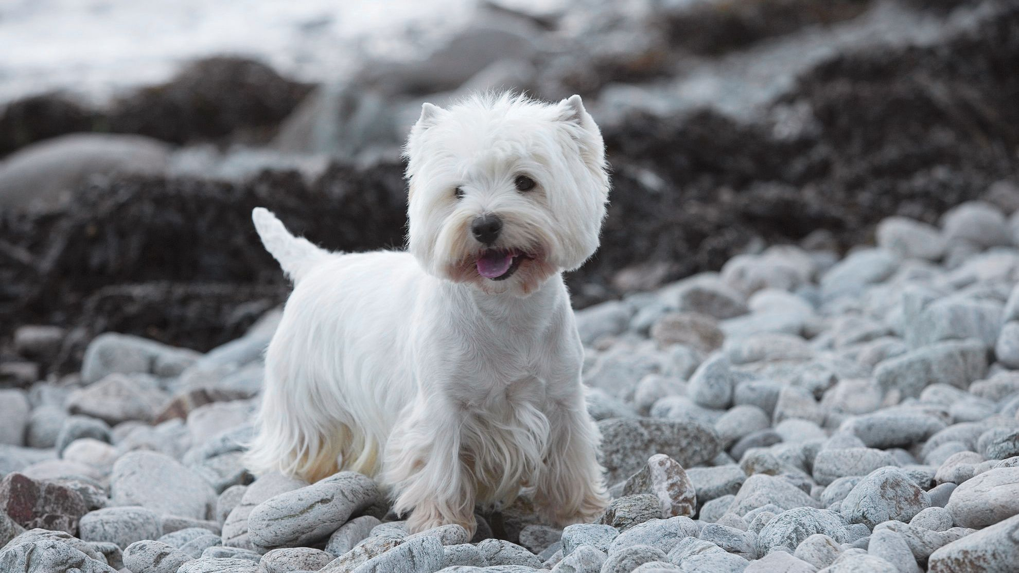 bp-lot-1-west-highland-white-terrier-couleur-outdoor