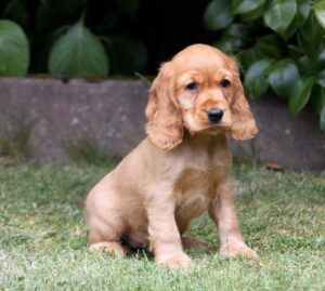 cocker-spaniel-ingles-cachorro