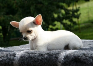 criadero-Chihuahua-Cabeza-de-Manzana-espana