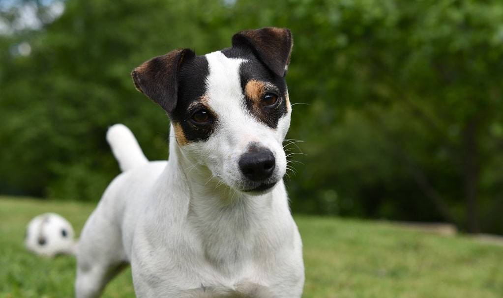 dog-4238428_1280