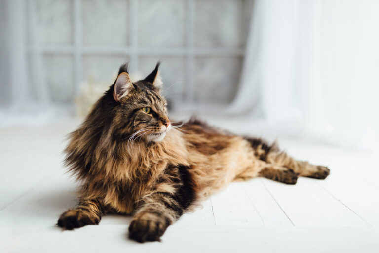 Maine,Coon,Cat,On,White,Background