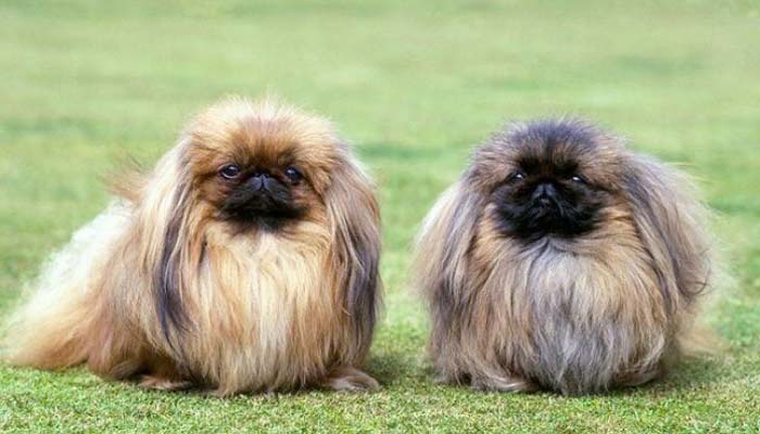 morfologia-pekines