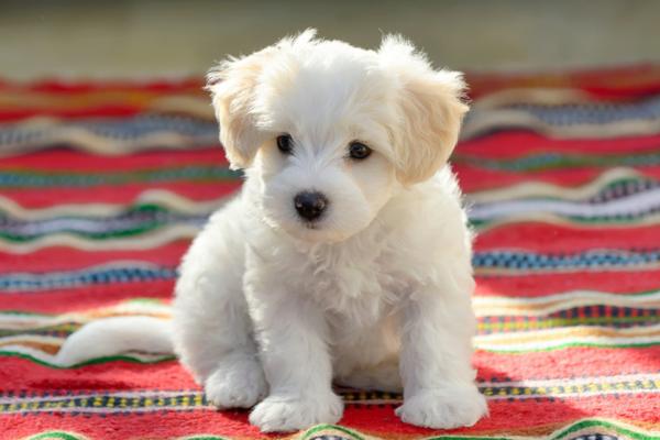 nombres_para_perros_bichon_maltes_divertidos_y_unisex_23981_3_600