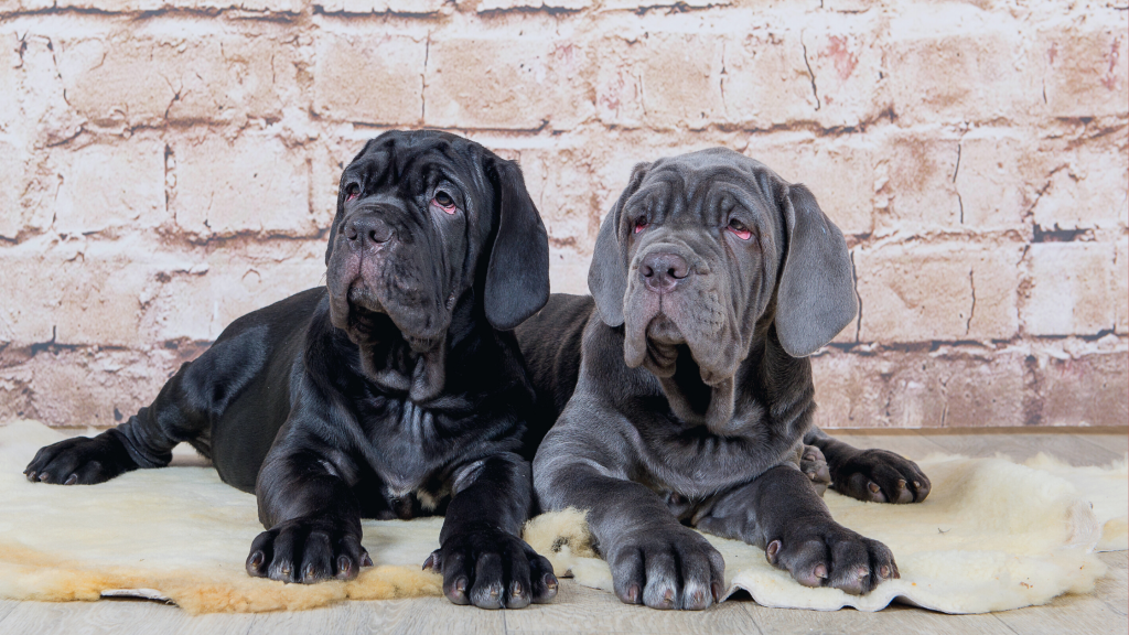 que-perro-se-parece-al-mastin-napolitano-1024x576