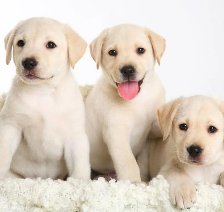 these-cute-yellow-labrador-retriever-puppies-v0-9gk5rhm6zavb1