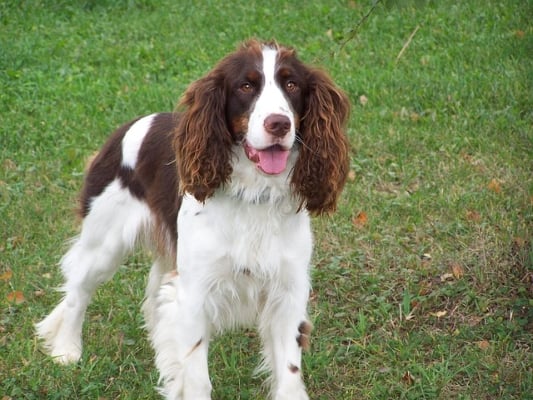tout-savoir-sur-chien-springer-anglais