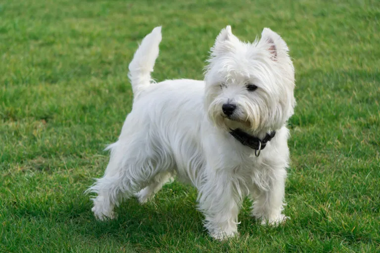 west-highland-white-terrier-768x512