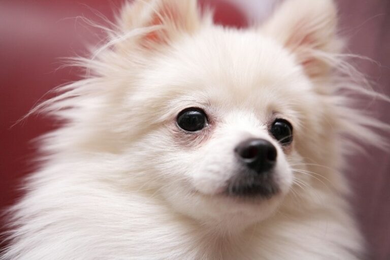 white-pomeranian-768x512