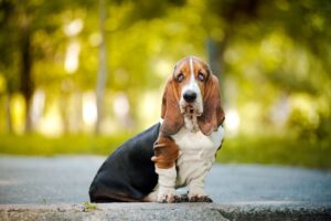 basset-hound-4