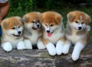 cho-akita-inu-7-768x563
